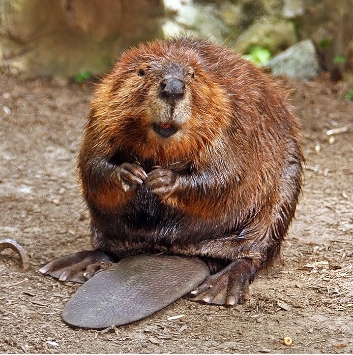 Amerikaanse bever op land kijkt naar de camera. De staart ligt tussen de achterpoten door naar voren.