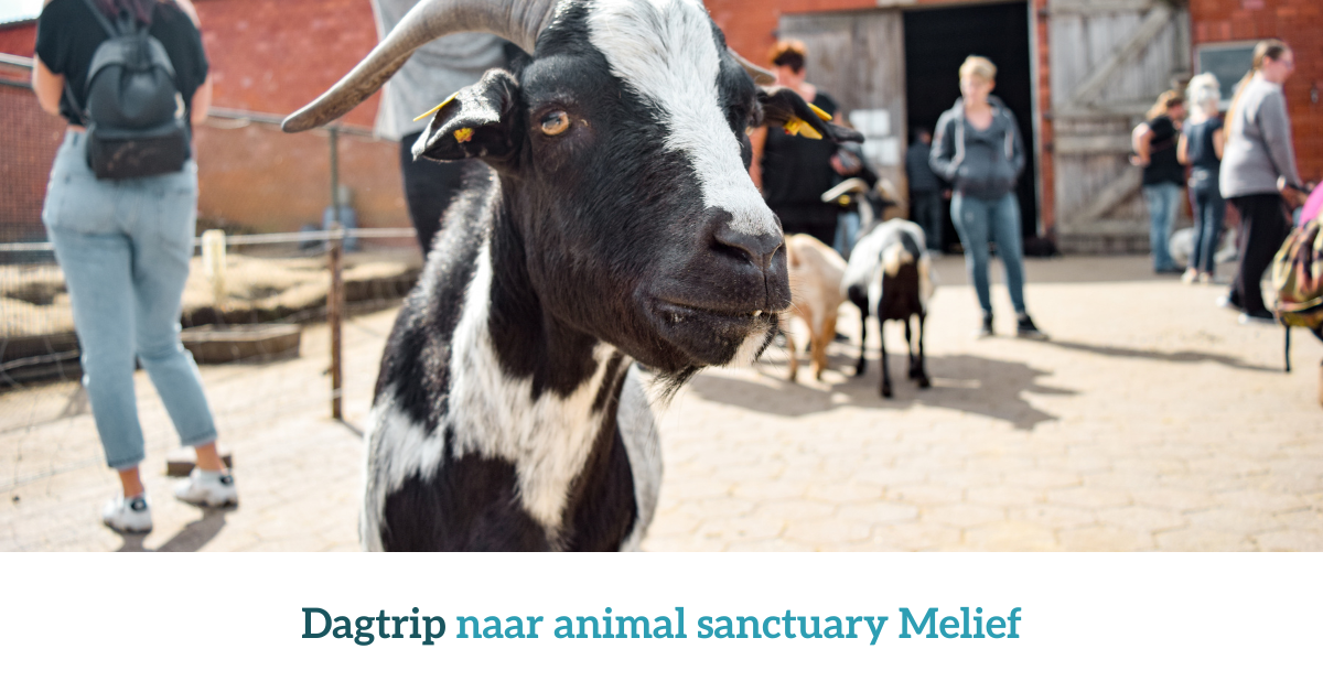 Dagtrip naar Melief. Een geit op de voorgrond met op de achtergrond mensen en andere dieren.