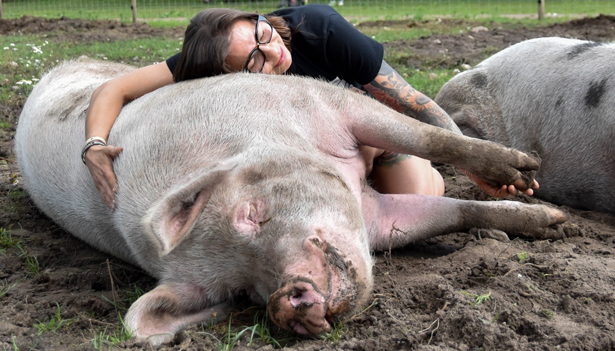 Een vrijwilliger van de Nederlandse Vereniging voor Veganisme knuffelt een varken op Animal Sanctuary Melief in Duitsland.