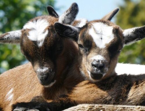 Wat is er mis met de kinderboerderij?  Menselijk plezier boven dierenrechten