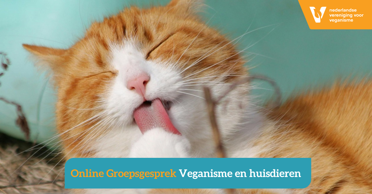 Een rood witte kat likt aan poot ter illustratie van het thema veganisme en huisdieren.